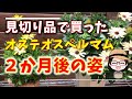 100円オステオスペルマム〇スリット鉢とテラコッタ鉢〇切る時期〇見切り品がこんなに立派になりました