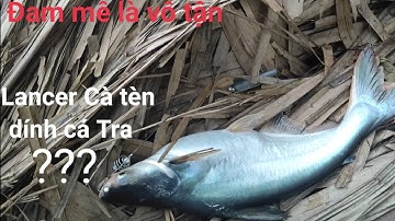 #câucá #đammêlàvôtận Trở Lại Sông Vàm Cỏ || Cần Lancer Liên Tục Lập Công