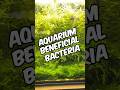Beneficial Aquarium Bacteria: Your Ultimate Guide To A Thriving, Crystal-Clear Tank!