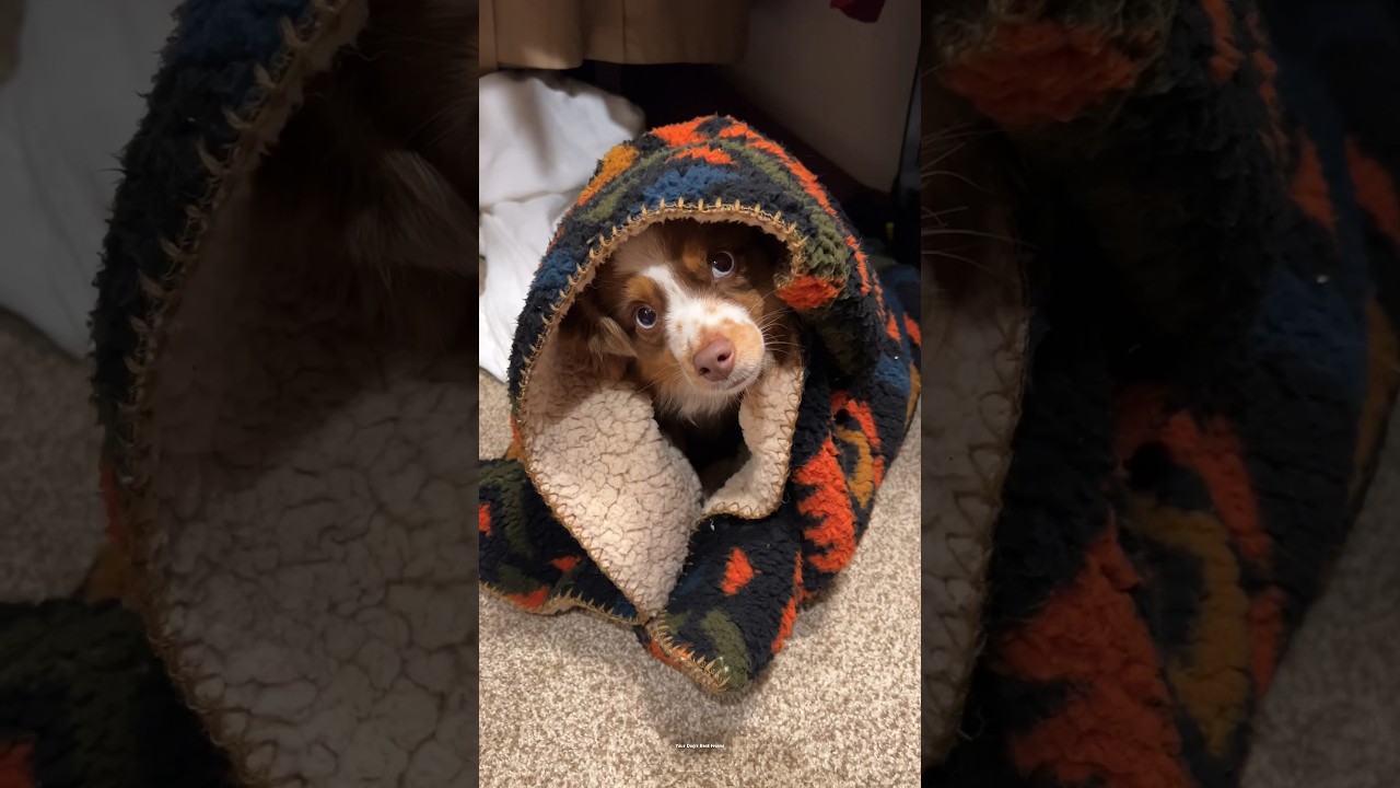 I’m never going on vacation without my dog again