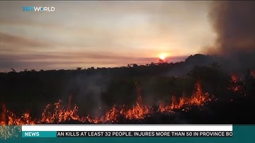 Deforestation in the Brazilian Amazon reaches decade high