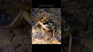 "The Bombardier Beetle: Nature’s Living Chemical Weapon" #shorts #wildlifeconnect #bombardierbeetle