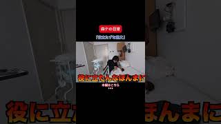 [森ケの日常]役立たずな親父。 #short #森ケの日常