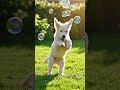Happiness is a golden puppy and a yard full of bubbles. ✨ 🐾#GoldenRetriever #PuppyLife #DogLovers