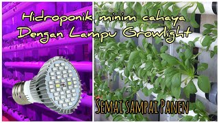 MENGENAL GROW LIGHT HIDROPONIK | Lampu LED Hidroponik, Berkebun di dalam Rumah