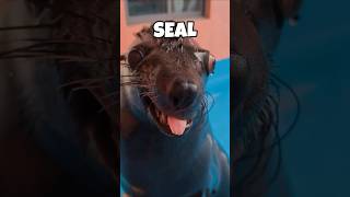 Animals  that look Cute but that could kill you ...