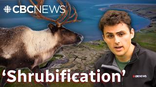 Shrubs are taking over the Arctic. Will caribou suffer?
