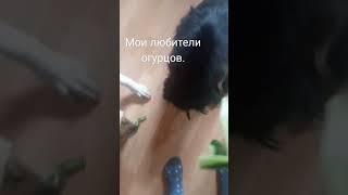 Ждуны.Огурцы-это для них -лакомство.