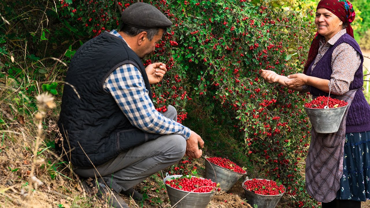 Сбор и Приготовление Красных Ягод Боярышника | Натуральное Наслаждение!