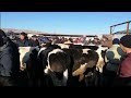 Сут багытындагы🐄🐄🐄 АЛА УЙЛАР. СААН УЙЛАР👍👍👍👍👍👍👍