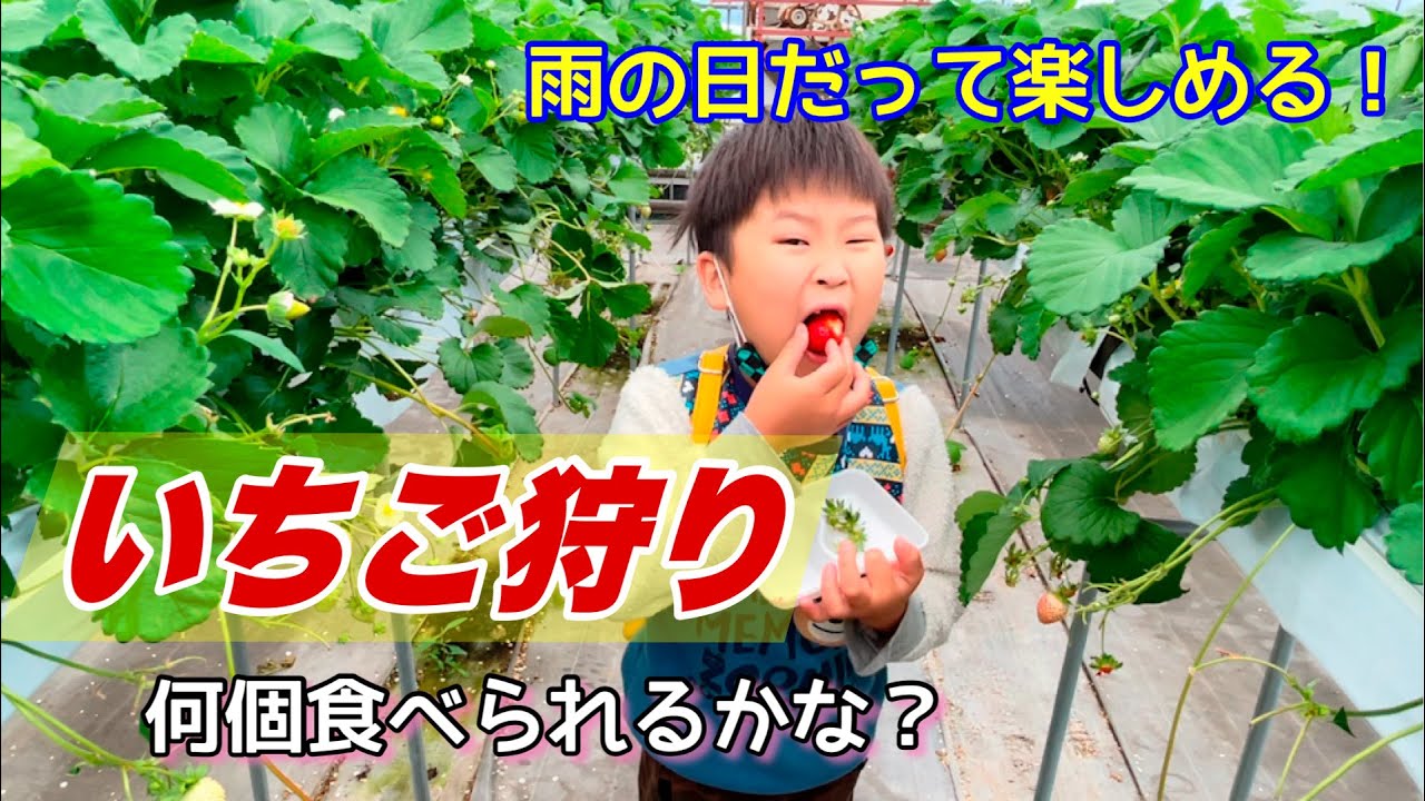 雨の日の高知観光 いちご狩りにgo 珍しい高知県産バナナも登場 西島園芸団地 Youtube