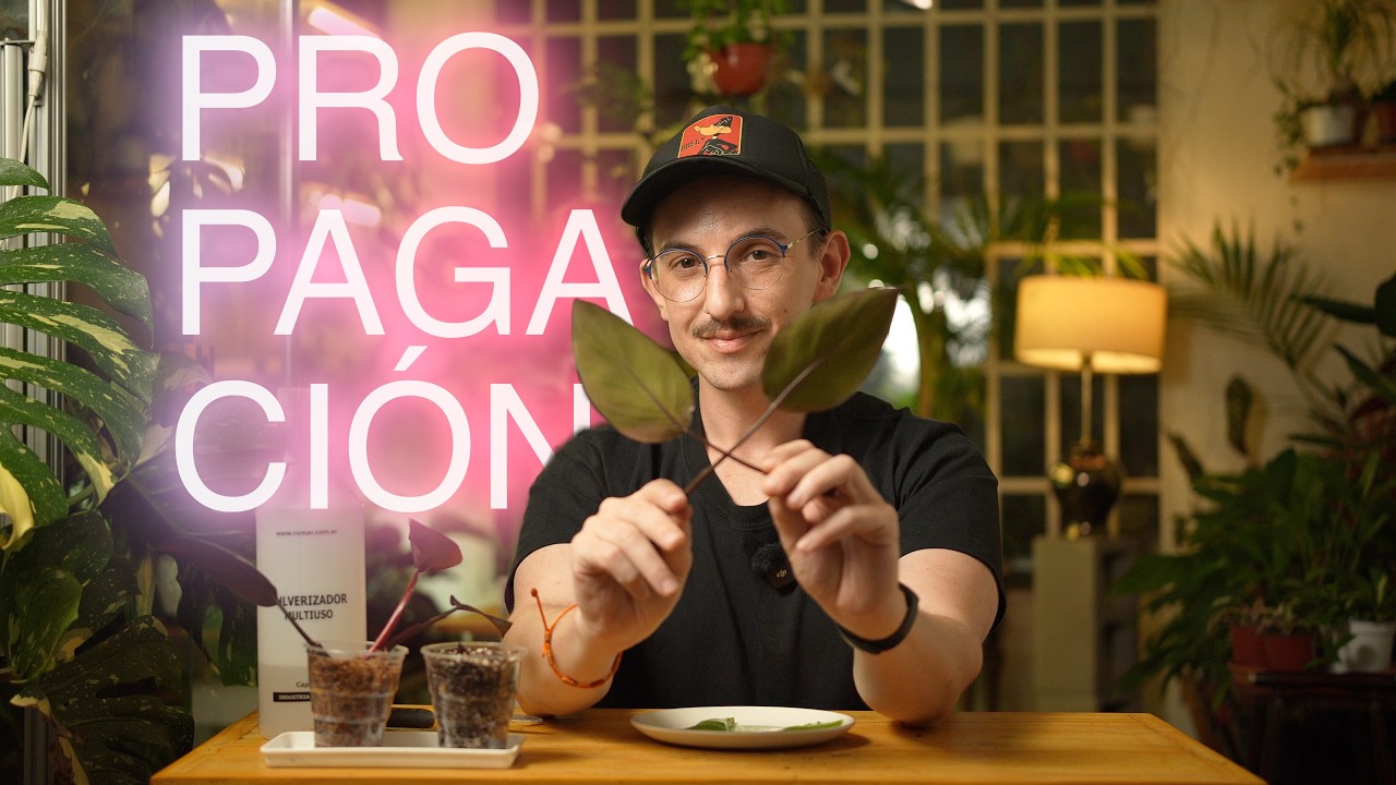 #Propagación  por esquejes: lo que a mí me funciona en #plantas tropicales / #plantasdeinterior