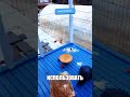 УЗБЕК УСЫНОВИЛ ВОРОНА