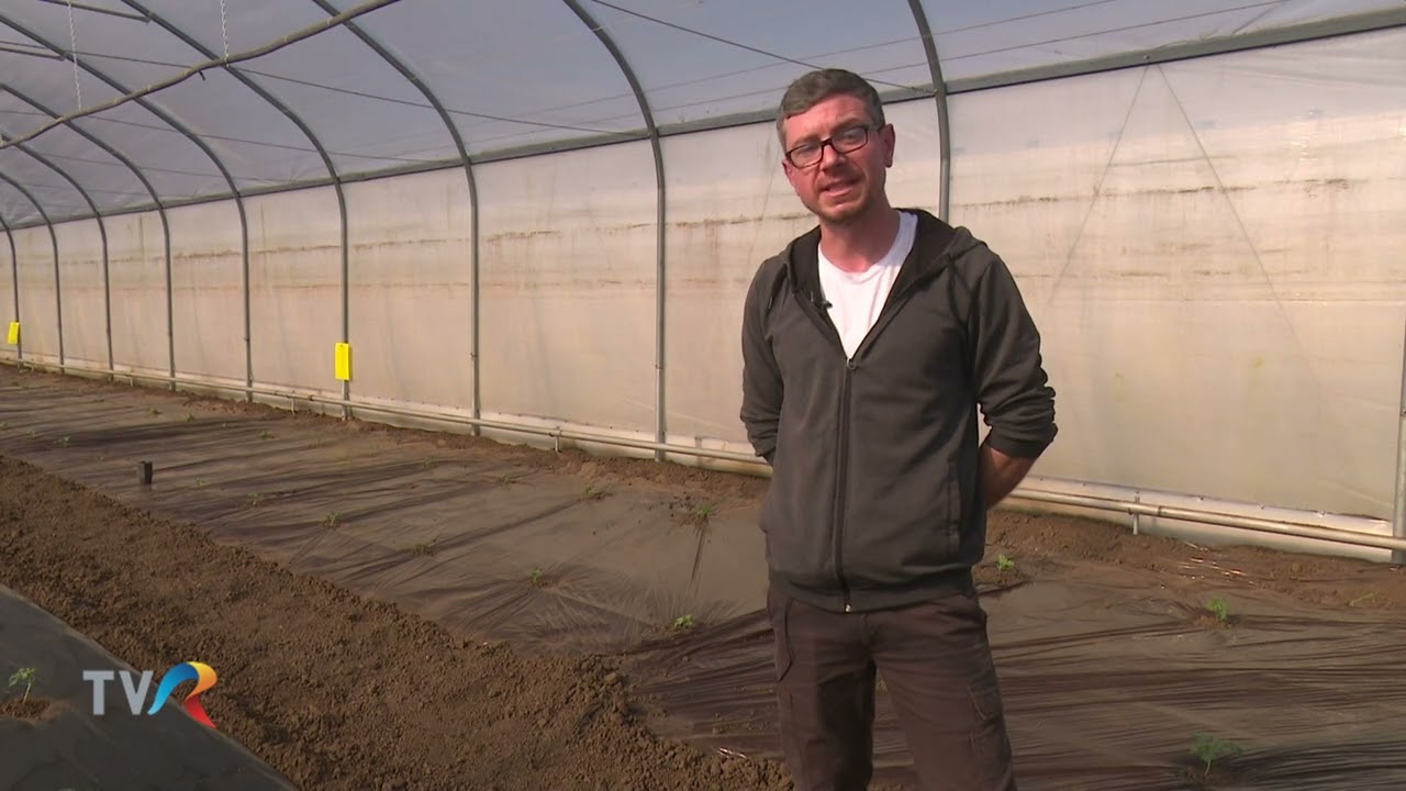 Viata Satului -  Pepene verde in solar