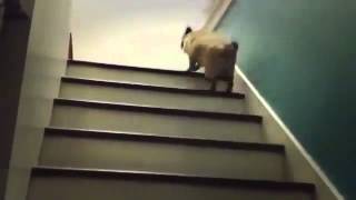 Мопс поднимается по лестнице  360