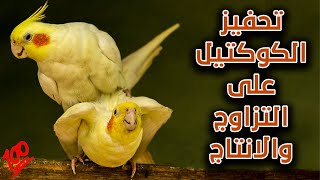 تغريد هائج لذكر كوكتيل لتحفيز الانثى على التزاوج والانتاج #5