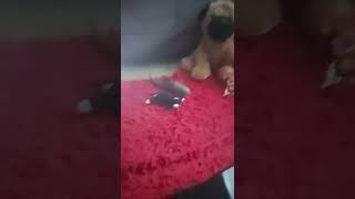 Coming Soon Four Way Fracture