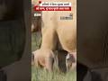Elephant: हथिनी ने दिया जुड़वां बच्चों को जन्म #shorts #jimcorbett (BBC Hindi)