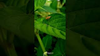 Spider Relaxing on a Leaf With a Fly 🕷️🍃 #shorts