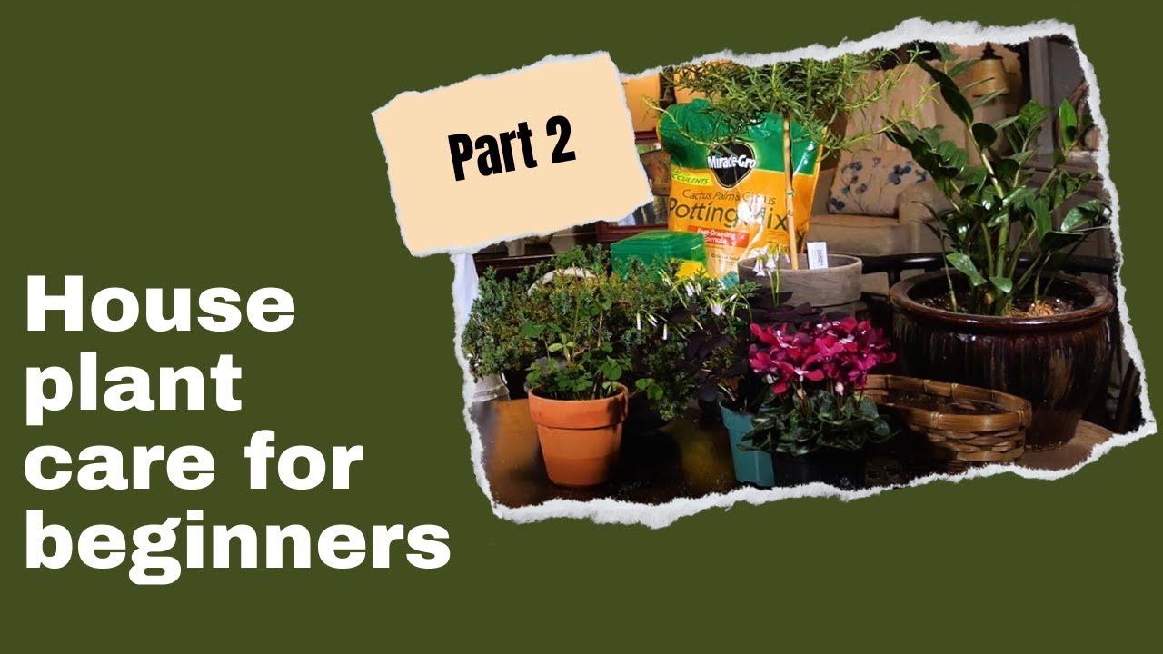 How to take care of indoor plants | House plants 101 for beginners PART ...