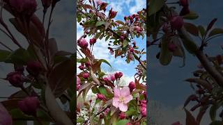 ​Floral Painting Step by Step  #optimism #floralart #artist #process