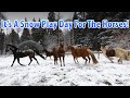 It's A Snow Play Day For The Horses!