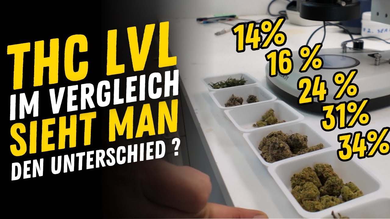 Neuer THC Rekord ? / avaay Super Citra G und Gossip Gun / Bestrahlte vs unbestrahlte Blüten
