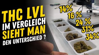 New THC record? / Avaay Super Citra G and Gossip Gun / Irradiated vs. non-irradiated flowers