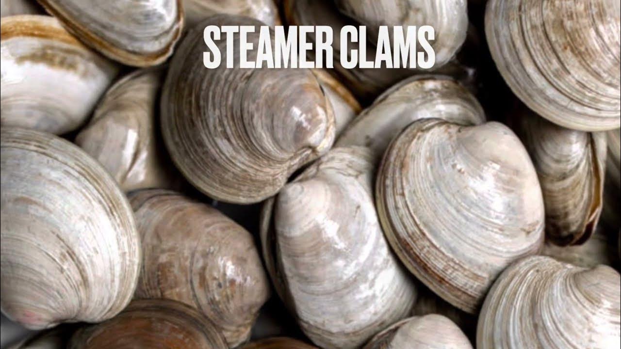 How to dig for Steamer Clams. YouTube