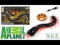 Обзор ГИГАНТСКАЯ Радиоуправляемая Сколопендра от Animal Planet RC Centipede