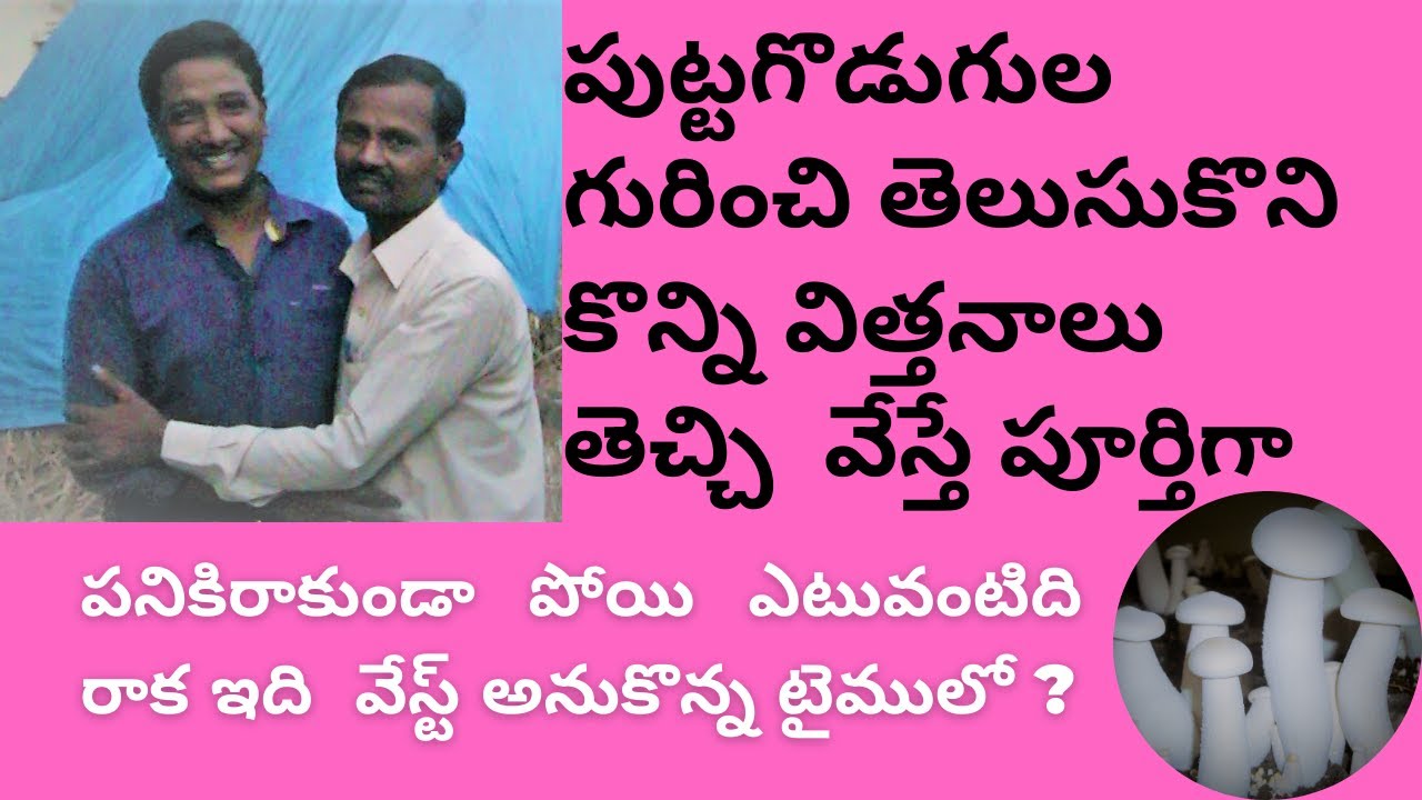 Mushroom Farming Mushroom cultivation in telugu Mushrooms YouTube