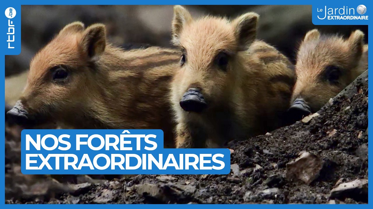 Nos forêts extraordinaires : un monde de bonheur avec vos images - Le Jardin Extraordinaire 🌍