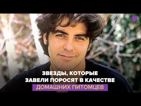 Звезды, которые завели поросят