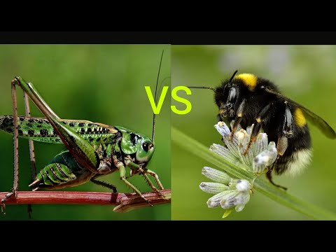 Серый Кузнечик vs Шмель (Katydid Wart-biter vs Bumblebee).