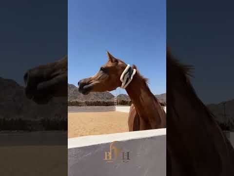 نشر القرآن قران الاسلام الشام بلادالشام غزة الخيل العربيه نشر الاسلام الخيل