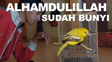 Update Sirtu Final, Burung Sirtu Macet Bunyi Sekarang Sudah Mau Bunyi.