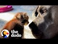 Half-Pound Kitten Takes Naps Under 130-Pound Dog | The Dodo Foster Diaries