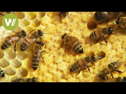 Video: Honigbienenzähler - Gunook