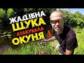 Жадібна ЩУКА АТАКУЄ ОКУНЯ / РИБАЛКА в ЧЕРВНІ 2022 рік / СПІНІНГ з БЕРЕГА