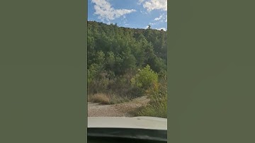 والتين والزيتون للقارئ الشيخ ماهر المعيقلي دقيقة قرآن