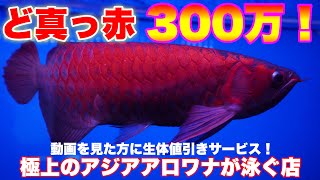 ショップ訪問】300万のど真っ赤個体が泳ぐ店！RDCカップ開催