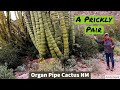 Hiking Organ Pipe Cactus National Monument