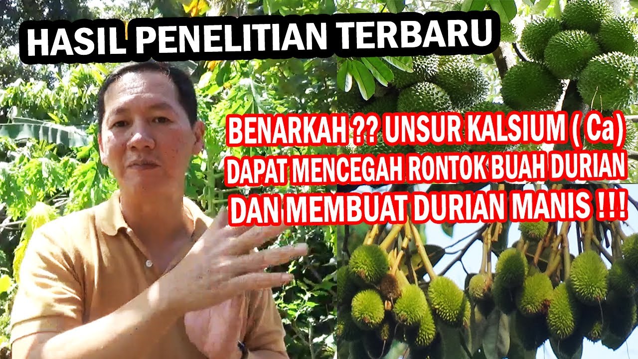 HASIL PENELITIAN ⁉️BENARKAH UNSUR KALSIUM DI BUTUHKAN DURIAN SAAT BERBUNGA AGAR TIDAK RONTOK