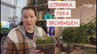 ПЕРВАЯ СТРИЖКА РАССАДЫ  ЛУКА ЭКСИБИШЕН. ВЫРАЩИВАНИЕ РАССАДЫ КРУПНОГО ЛУКА ЭКСИБИШЕН