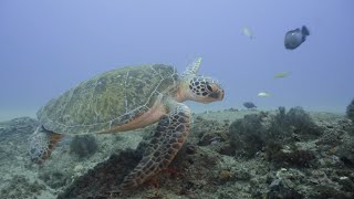 Green sea turtle, Mozambique | 1080HD, 4K, 24 FPS, 60 FPS, Slog2