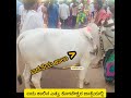 ಐದು ಕಾಲಿನ ಎತ್ತು OX with 5 legs found in Koteshwara Kotilingeswara Temple Car Festival