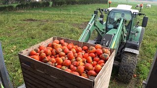 Pompoen Oogst En Verwerking Pumpkin Harvest Trekkerweb