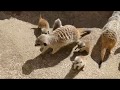 Meerkat Pups at Adelaide Zoo Take First Steps Outside of Burrow