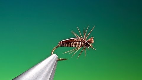 Fly Tying a water bug corixa with Barry Ord Clarke