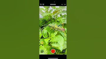 iPhone 15 Pro Max Macro Mode closeup video 😍 #iphone15promax #bluetitanium #iphonemacromode